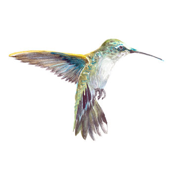 Watercolor realistic hummingbird, colibri tropical bird animal isolated on a white background illustration.
