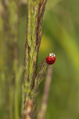 Asian ladybug sitting on the grass