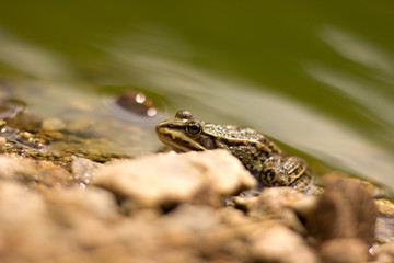 Young frog resting in a pond