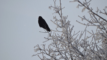 crow on a frosty branch