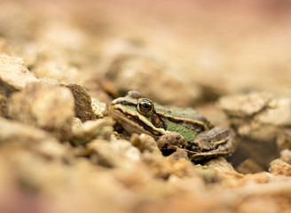 Young frog resting in a pond