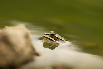 Young frog resting in a pond
