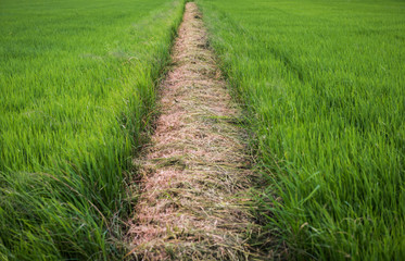 the rice field