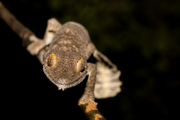 Giant leaf-tailed gecko, Uroplatus fimbriatus, Madagascar