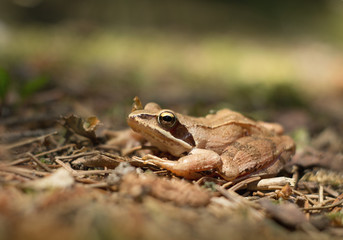 Young frog resting in a pond
