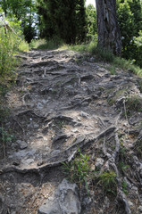 weg über baumwurzeln