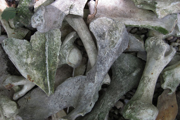 old bones in the wild nature