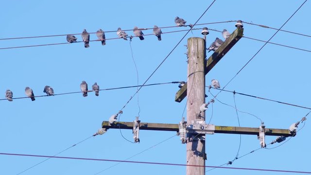 Flock of Pigeon Birds Sitting on a Wire by Power Line Pole with Blue Sky