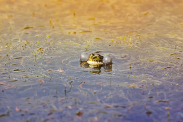 little green frog funny inflates his cheeks in a pond