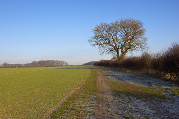 Fototapeta na wymiar ash tree and frosty track