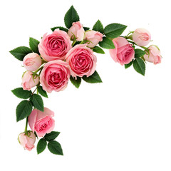 Obraz premium Różowa róża kwiaty i układ koło pąki
