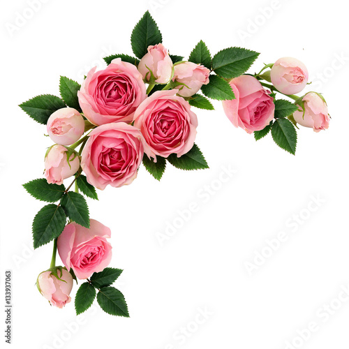Rose swag / Fotolia