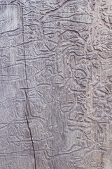 Old wooden background or texture