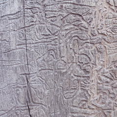 Old wooden background or texture