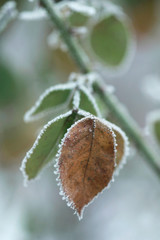 snowy weather