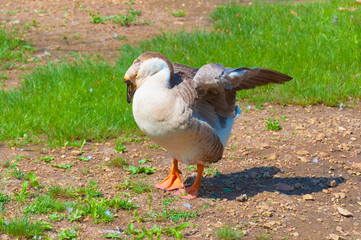 Goose spreads its wings in restaurant's park, Montenegro.