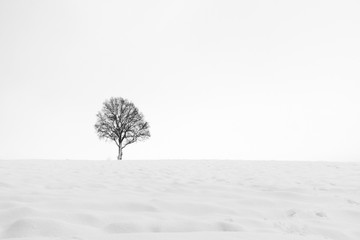 Lonely winter tree