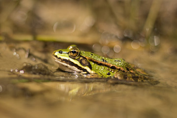 green frog in the pond (Rana esculenta)