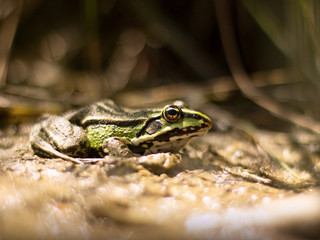green frog in the pond (Rana esculenta)