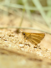 orange butterfly sitting on the ground