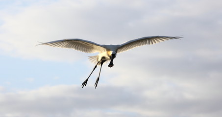 Eurasian spoonbill