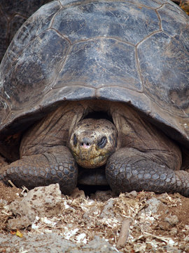Giant Tortoise At The Charles Darwin Research Center On Santa Cruz Island, Galapagos Archipelago, Ecuador, South America