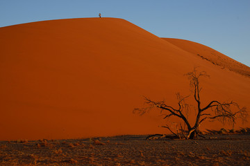 Fototapeta na wymiar abgestorbener Kameldornbaum vor Düne 45, Sossusvlei, Namibia