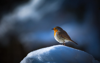 Rouge-gorge
