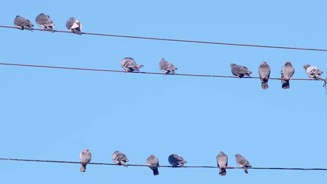 Flock of Pigeon Birds Sitting on a Wire with Blue Sky Background