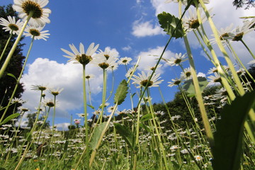 Mageriten im Himmel