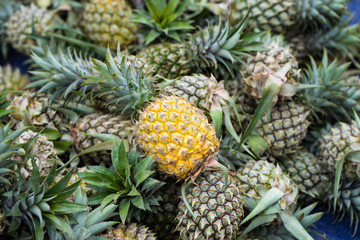 Pineapples in rows