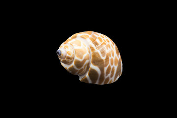 Shell