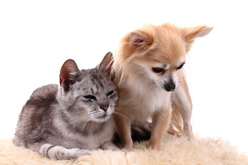 cat and chihuahua are resting