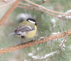 little tit