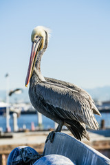 Pelicans in Los Angelos Harbor<CA