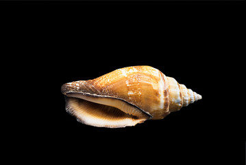 Shell