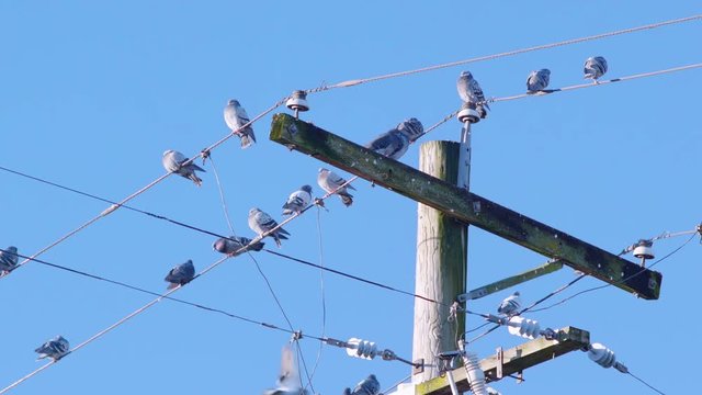 Group of Pigeon Birds Sitting on a City Power Line Pole and Wire