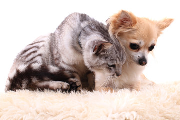 cat and chihuahua are resting