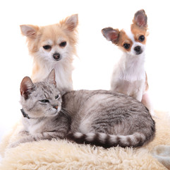 cat and chihuahua are resting