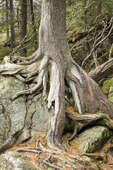 pine roots on the big stone