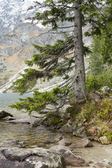tall pine on lake shore in mountains