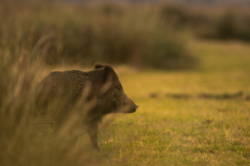 Cinghiale (Sus scrofa)