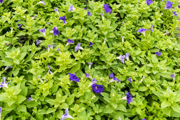 Fototapeta premium Petunia is wither