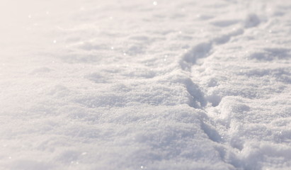 Fototapeta na wymiar Animal tracks in snow faded out