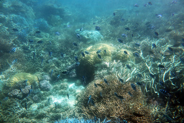 Fototapeta na wymiar The Great Barrier reef