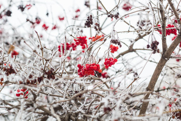 Winter Frozen Viburnum in frost