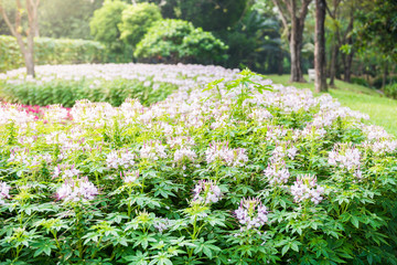 Pink And White Spider flower