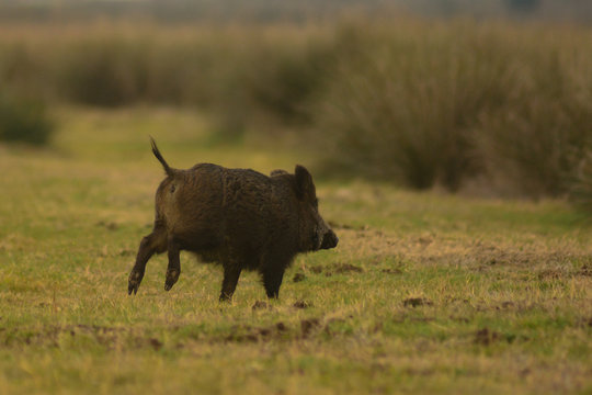 Cinghiale (Sus scrofa) in corsa