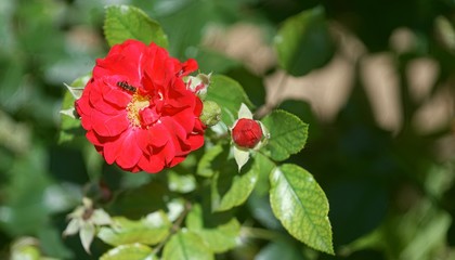 rose and bee