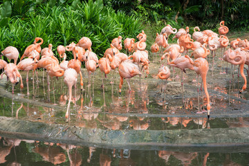 Obraz premium Pink flamingos in Singapore